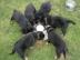 Wundersch�ne Rottweilerwelpen mehrfach