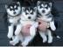 Reinrassige Siberian Husky Welpen- Geimp