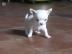 sch�ne kleine Chihuahua Welpen