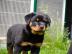 Reinrassiges Rottweiler welpen