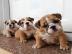 Adorable English Bulldog Welpen zum Verk