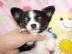 MINI MINI Chihuahua Preis: 165 euros