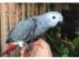 Afrikanischer grauer Papagei,.  asf