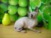 Wundersch�ne Canadian Sphynx Kitten