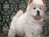 Wunderbare Chow-Chow Junge Welpen