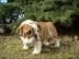 Bildsch�ne english Bulldog Welpen