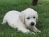 M?nnliche und weibliche Golden Retriever