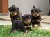 ROTTWEILER WELPEN BEREIT MIT PAPIEREN