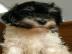 Havanese Bichon Welpen