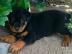 Reinrassige Rottweiler welpen abzugeben