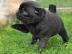 Mops-Welpen, die jetzt neu und f�r immer