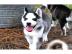 3 Siberian Husky Welpen