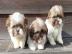 Wundersch?ne Shih Tzu Welpen