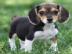 8 Wochen alter Beaglewelpe f�r einen Wel