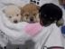 S��e Shiba Inu Welpen (reinrassig)