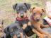 Super s��e Reinrassige Zwergpinscher Wel