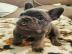 Wundersch�ne Franz�sische Bulldoggen Wel