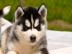 Wir Haben Siberian Husky Welpen