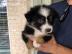 Gesunde Australische Sch�ferwelpen