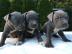 Blueline American Staffordshire Terrier
