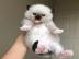 gattini Ragdoll disponibili
