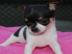 S�sse CHIHUAHUA-Welpen mit VDH/FCI Pap. 