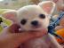 wundersch�ne Reinrassige Mini Chihuahua