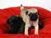 mops welpen