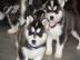Siberian Husky Welpen suchen ein Zuhause