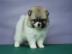 Reinrassige Zwergspitz / Pomeranian wel