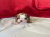 Englische Bulldoggenwelpen