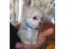 Reinrassige Chihuahua Welpen mit Papiere