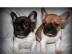 Top Franz�sische Bulldoggen Welpen