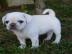 Englische bulldogge mit Mops mix welpen
