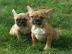 Franz�sische Bulldoggen Welpen blue fawn