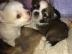 Reizender Chihuahua Welpen / R�de mit VD