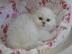 Britisch langhaar colourpoint Kater