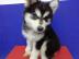 Pomsky Welpen