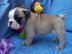Englisch Bulldogge Welpen zur Annahme