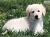 Golden Retriever Welpen in Creme/Wei�
