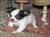 Mini-Chihuahua-Welpen (Langhaar und.  Kur