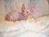 Sch�ne Sphynx-K�tzchen