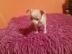 Mini Chihuahua Welpen