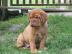 Dogue de Bordeaux TOP Qualit�t Welpen
