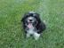 Lowchen puppies