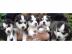 Mini Supers��e Siberian husky  Mix