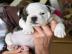 Englisch Bulldogge Welpen zur Verf?gun