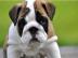 sch�ne typvolle engl.  Bulldoggen Welpen