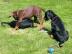 Reinrassige Dobermann Welpen mit Papiere