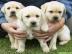 Wundersch�ne Labrador Welpen zu verkaufe